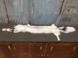 Marble Fox Fur Taxidermy