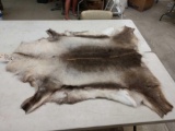 Soft Tanned Caribou Skin Taxidermy