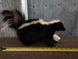 Skunk Full Body Taxidermy Mount