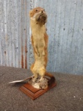 Weasel Full Body Taxidermy Mount