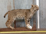 Bobcat Full Body Taxidermy Mount