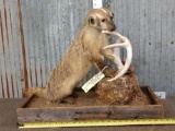 Badger Chewing On A Deer Antler Taxidermy