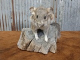 Pack Rat Full Body Taxidermy Mount