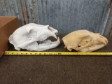 2 Black Bear Skulls Taxidermy