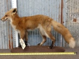 Red Fox Full Body Taxidermy Mount