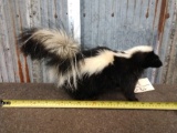 Skunk Full Body Taxidermy Mount