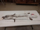 Soft Tanned Blue Ranch Fox Fur Taxidermy