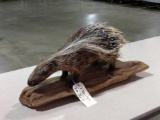 Juvenile African Porcupine Full Body Taxidermy Mount