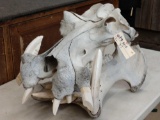 Big Hippopotamus Skull Taxidermy