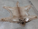 Cougar Mountain Lion Rug Taxidermy