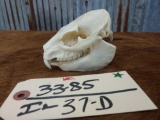 African Hyrax Skull