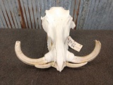 African Warthog Skull Taxidermy