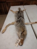 Canadian Wolf Tanned Fur