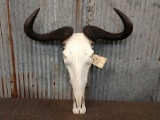 African Wildebeest Skull Taxidermy