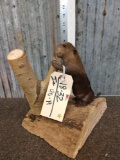 Baby Beaver Full Body Taxidermy Mount