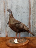 Bearded Hen Turkey Full Body Taxidermy Mount