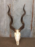 African Kudu Skull Taxidermy