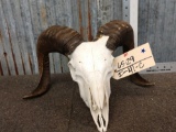 Ram Sheep Skull Taxidermy