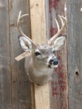 Black Tail Deer Taxidermy Mount