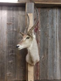 African Waterbuck Shoulder Mount Taxidermy