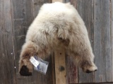 Grizzly Bear Rump & Back Legs Taxidermy