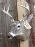4x4 Whitetail Taxidermy Mount