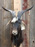 Spanish Goat Shoulder Mount Taxidermy