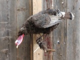 Turkey On A Branch Full Body Taxidermy Mount