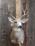 5x5 Mule Deer Taxidermy Mount