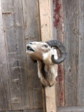 Painted Desert Ram Shoulder Mount Taxidermy