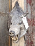 Javelina Shoulder Mount Taxidermy