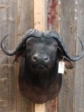 African Cape Buffalo Shoulder Mount Taxidermy