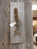 Grey Squirrel Climbing Taxidermy Mount