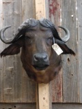 African Cape Buffalo Shoulder Mount Taxidermy