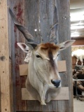 African Eland Shoulder Mount Taxidermy