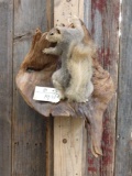 Squirrel Full Body Taxidermy