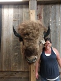 BIG Herd Bull America Bison Buffalo Shoulder Mount Taxidermy
