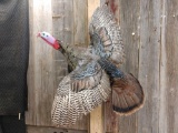 Flying Turkey Full Body Taxidermy Mount
