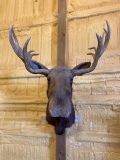 Moose Shoulder Mount Taxidermy
