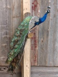 Peacock Full Body Taxidermy Mount