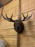Moose Shoulder Mount Taxidermy
