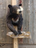 Black Bear Half body Taxidermy Mount