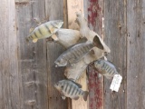 4 Real Skin Fish Taxidermy Mount