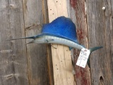 Miniature Sail Fish Reproduction Taxidermy