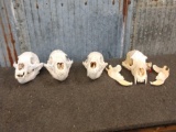 4 Black Bear Sculls Taxidermy