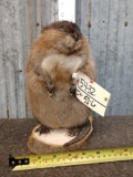 FAT Muskrat Full Body Taxidermy Mount