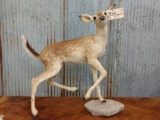 Whitetail Fawn Full Body Taxidermy Mount