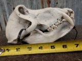 African Baboon Skull Taxidermy