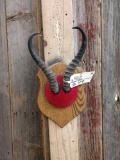 African Springbok Horns On Plaque