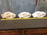 3 Nice Black Bear Skulls Taxidermy